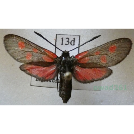 Zygaena meliloti Hübner, 1796 Czech13d